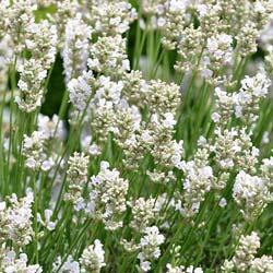 Lavande Blanche / Lavandula angustifolia Alba